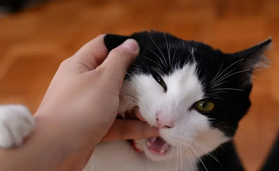 Si tu gato te ataca cuando lo acaricias quiere decir que ya tuvo suficiente.