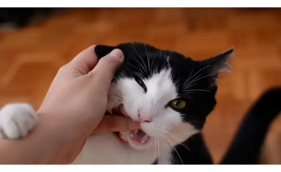 Gato mordiendo un dedo. Foto: Pexels/Crina Doltu