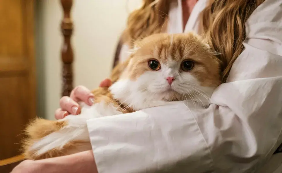 Los gatos sí crean vínculos amorosos con sus dueños.