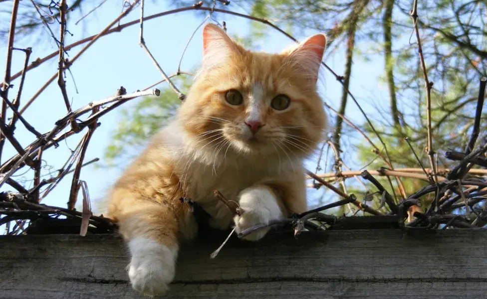 No pongas alimento de gato en un lugar en el que no quieres que esté