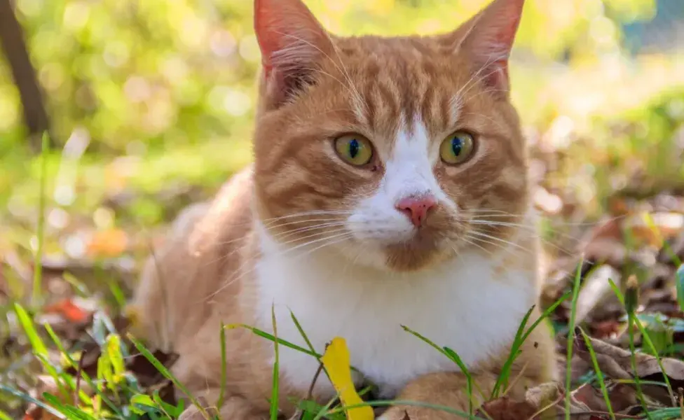 Uno de los primeros signos de una infección por hongos en gatos es la aparición de lesiones en la piel