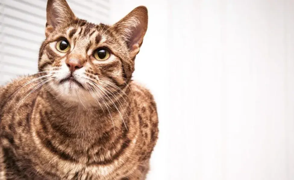 Esta raza fue creada para tener una apariencia similar a la de un ocelote, un pariente salvaje del gato doméstico. 