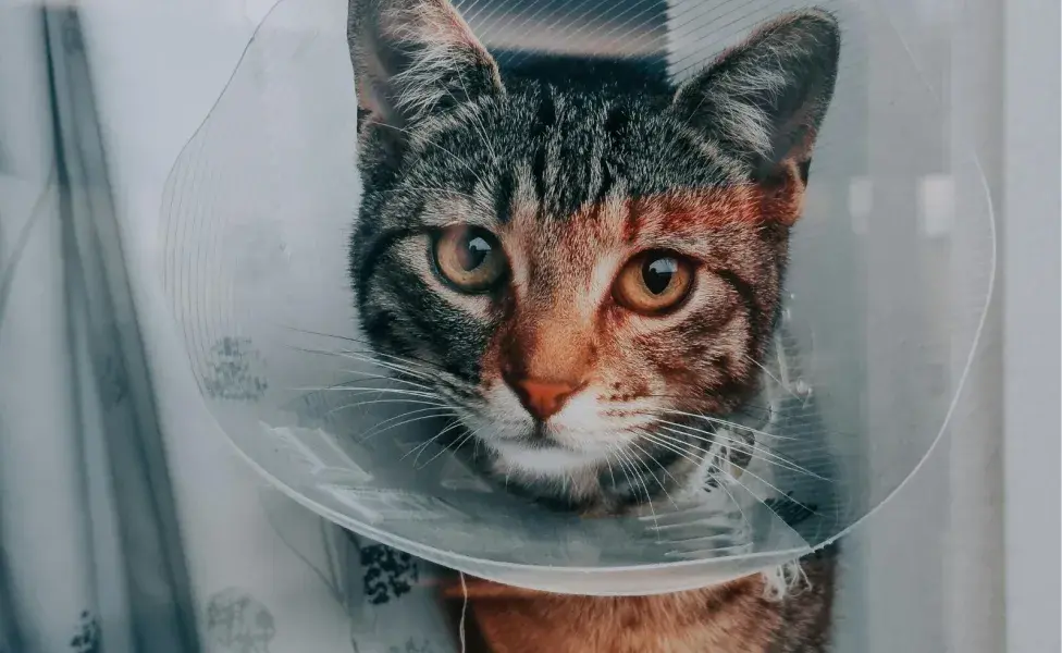 Los gatos se recuperan en 14 días, con cuidados especiales.