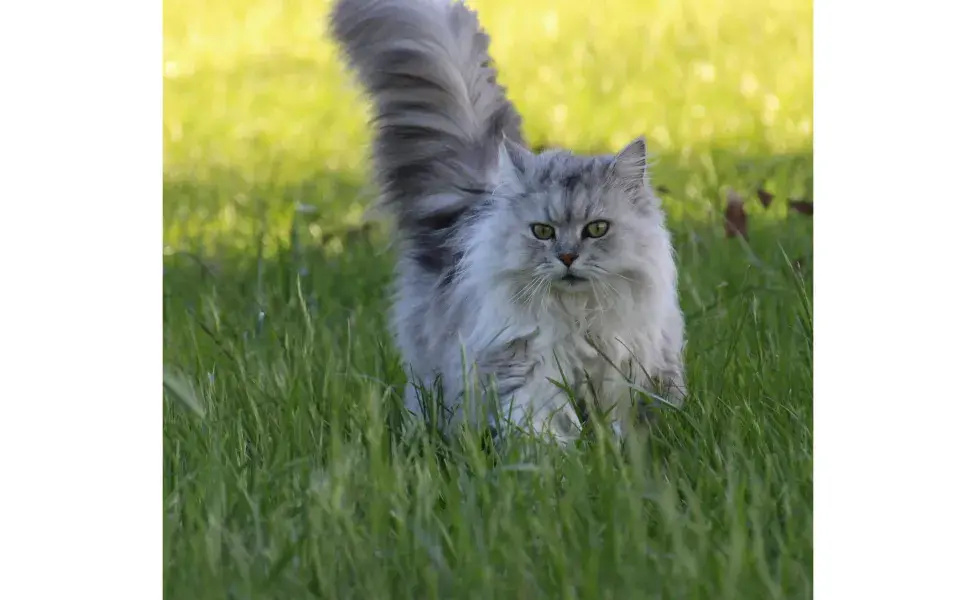 Los gatos tienen la capacidad de aterrizar en cuatro patas. Foto: Pexels/ Lynn Elder