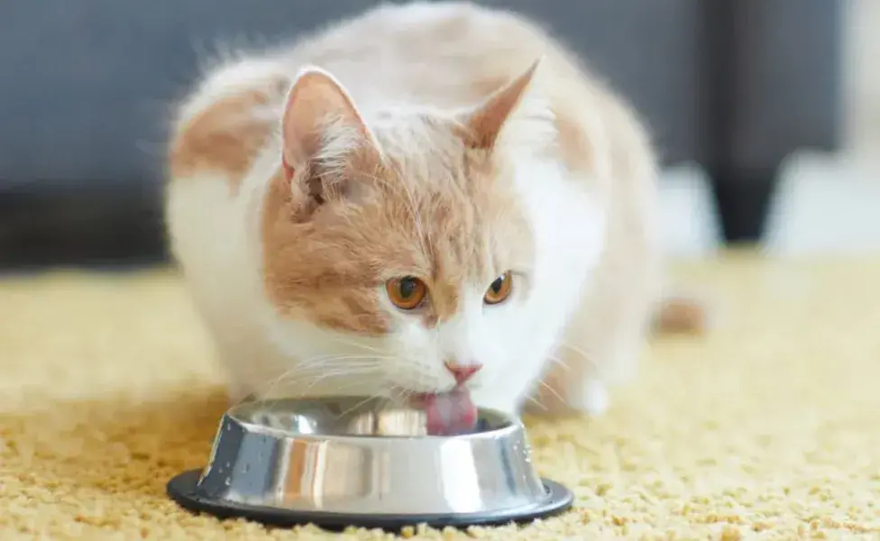 También es fundamental asegurarse de que la dieta del gato sea variada.