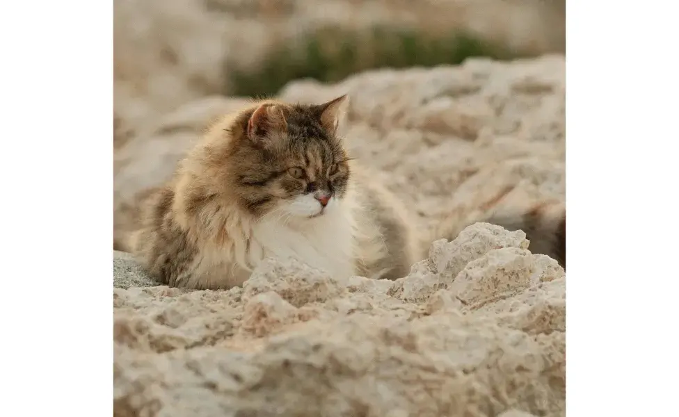 Gato en la arena. Foto: Pexels