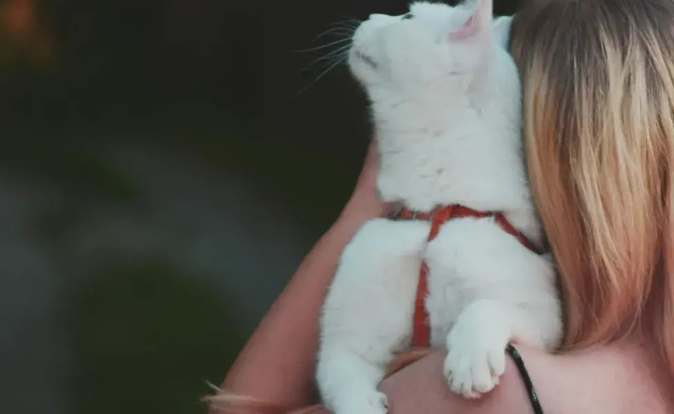 Los productos que usas en el cabello le pueden llamar la atención a tu gato.