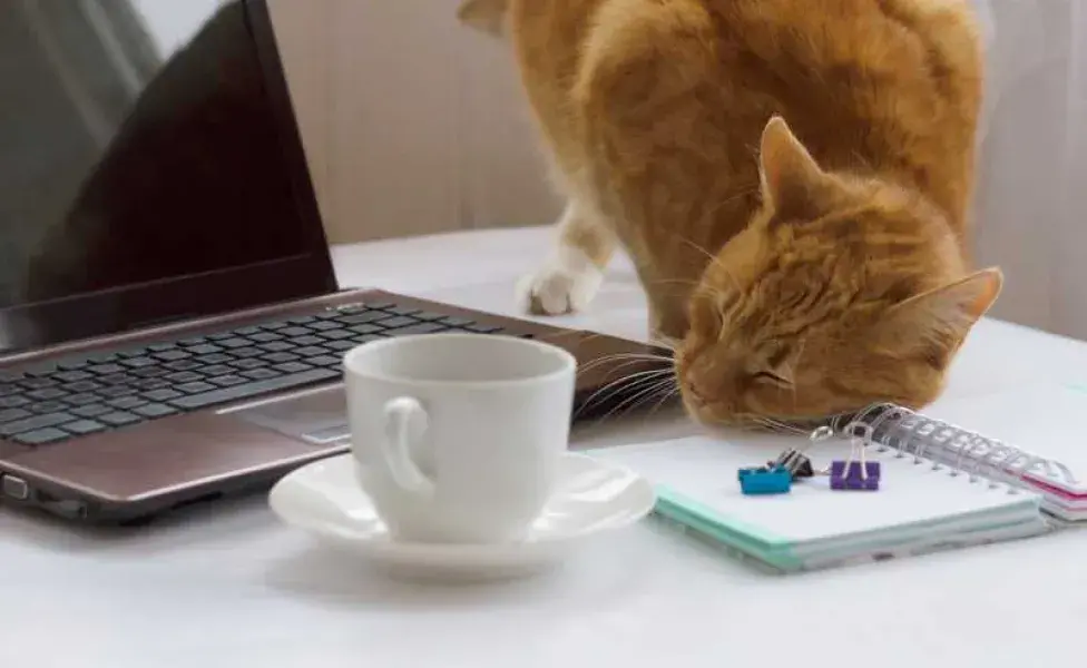 gato rascandose con una libre. Foto: Envato/12311840303