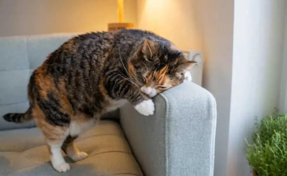 Gato rascandose en el sillon. Foto: Envato/varyapigu