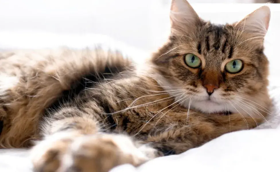 Elegir un nombre basado en el pelaje del gato puede ser una forma divertida de resaltar sus rasgos únicos.