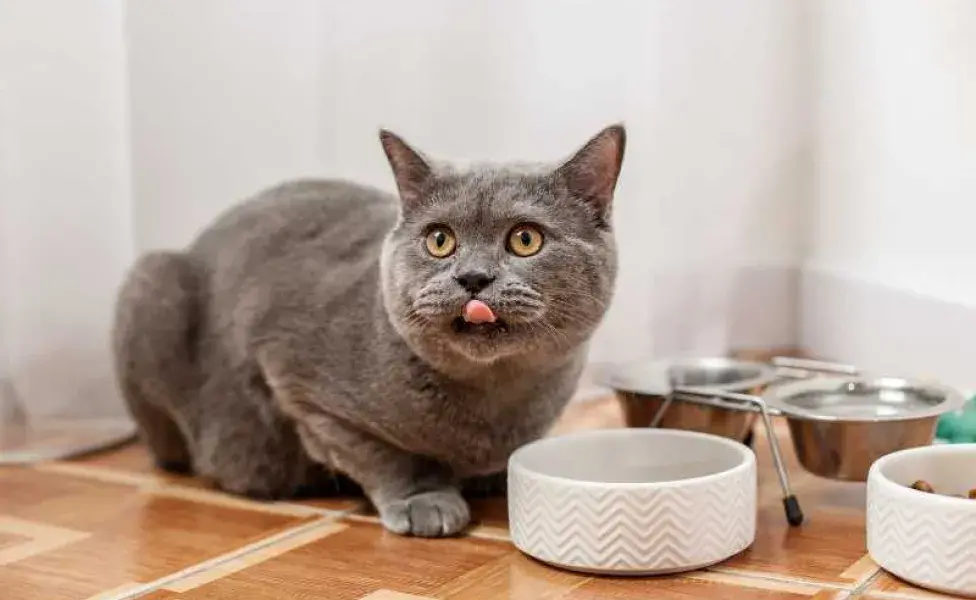 gato soboreando su comida. Foto: Envato/OlhaRomaniuk