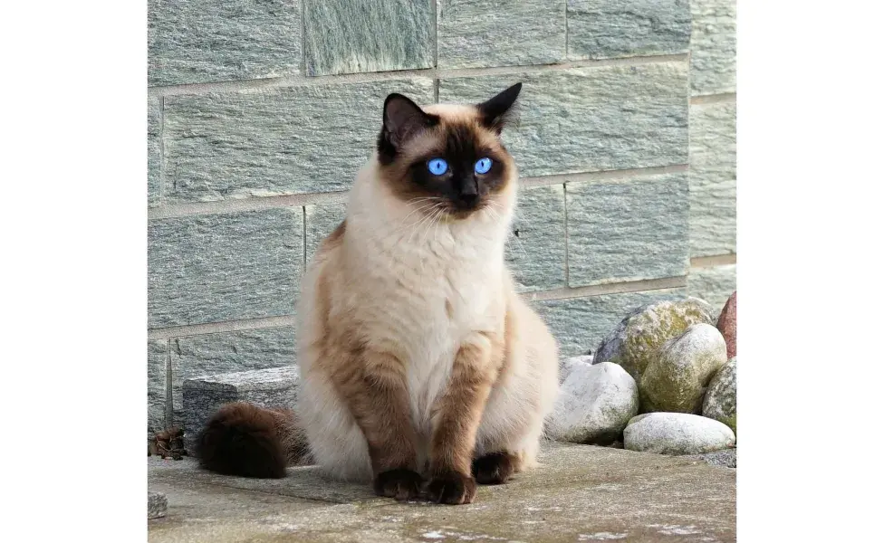 Gato siamés sentado en el piso. Foto: Pexels/Pixabay