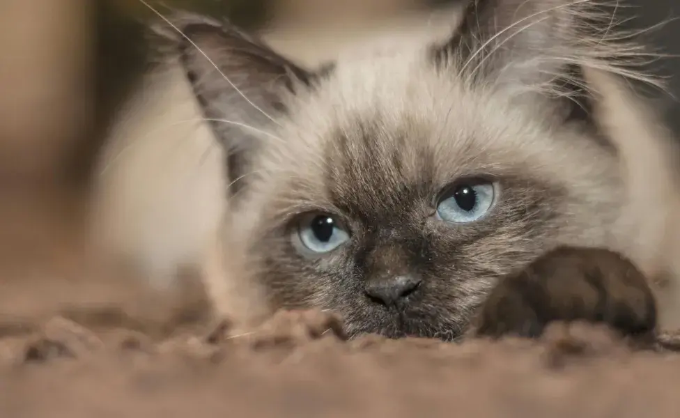 Los gatos Siamés pueden vivir hasta 20 años. 