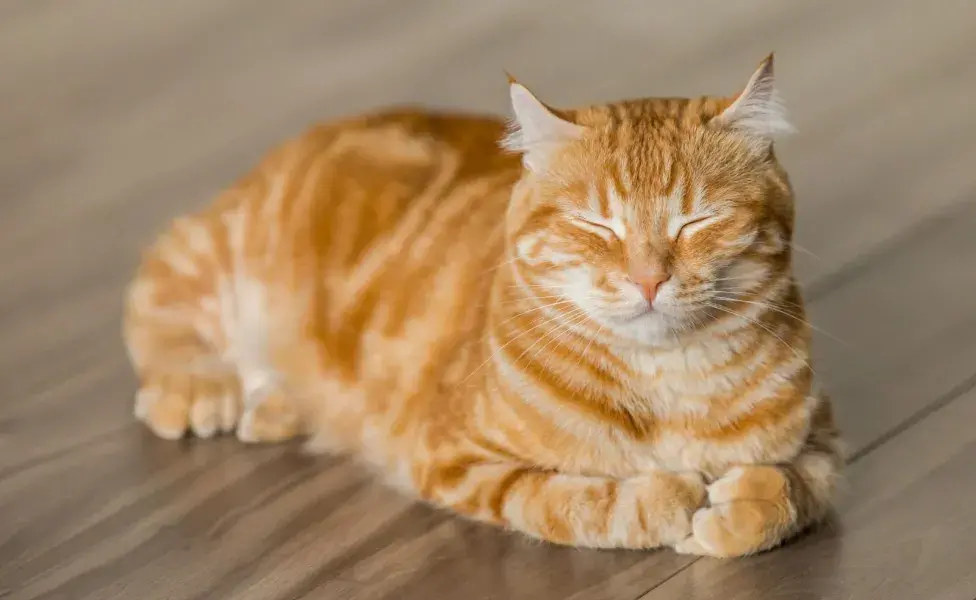 Saber leer las señales que tu gato te da a través de sus orejas es clave