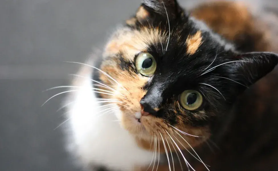 En general, las orejas de un gato reflejan su estado de alerta y su percepción del entorno. 