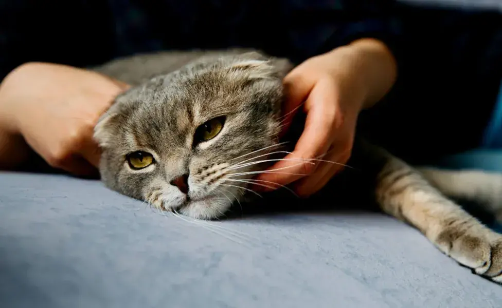 Los gatos con fiebre pueden volverse más irritables o agresivos.