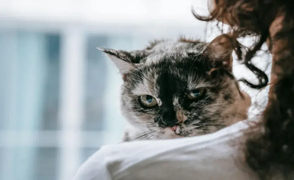 Los gatos pueden superar la muerte de su dueño en dos a seis semanas.