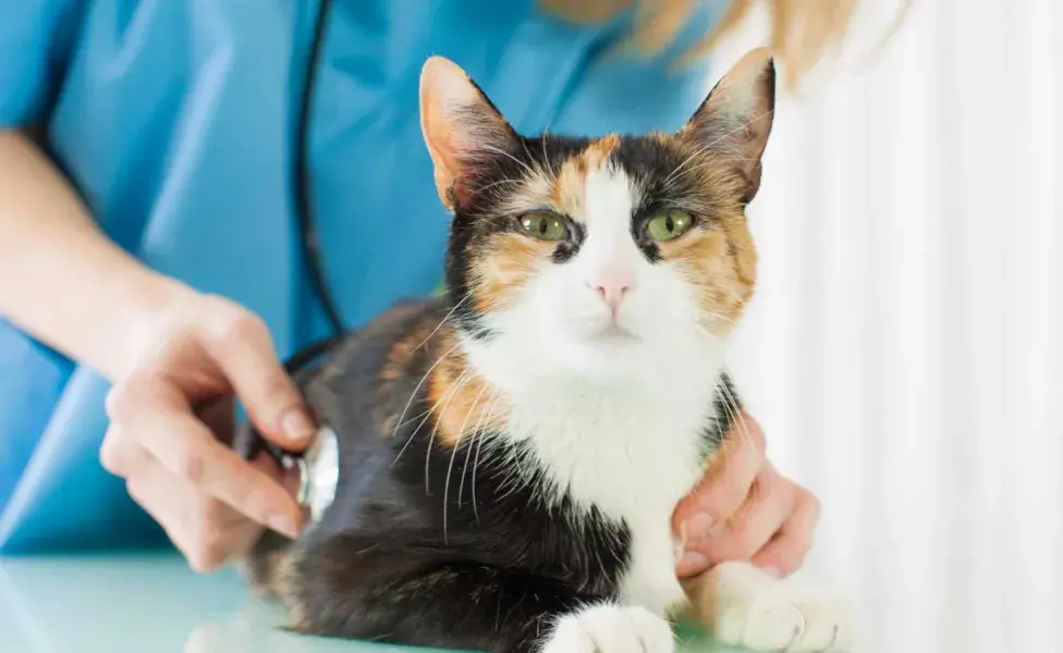 es crucial llevar a la mascota al veterinario para un diagnóstico adecuado.