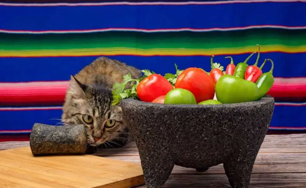 Gato viendo molcajete con tomates. Foto: Envato/sandorfotografia