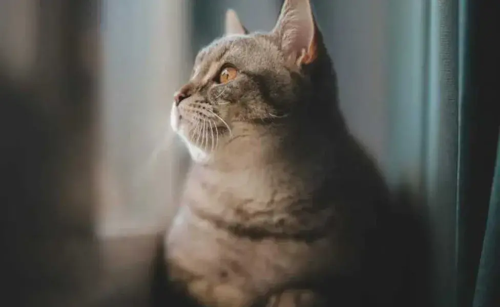 Gato viendo por la ventana. Foto: Pexels/ FURKAN