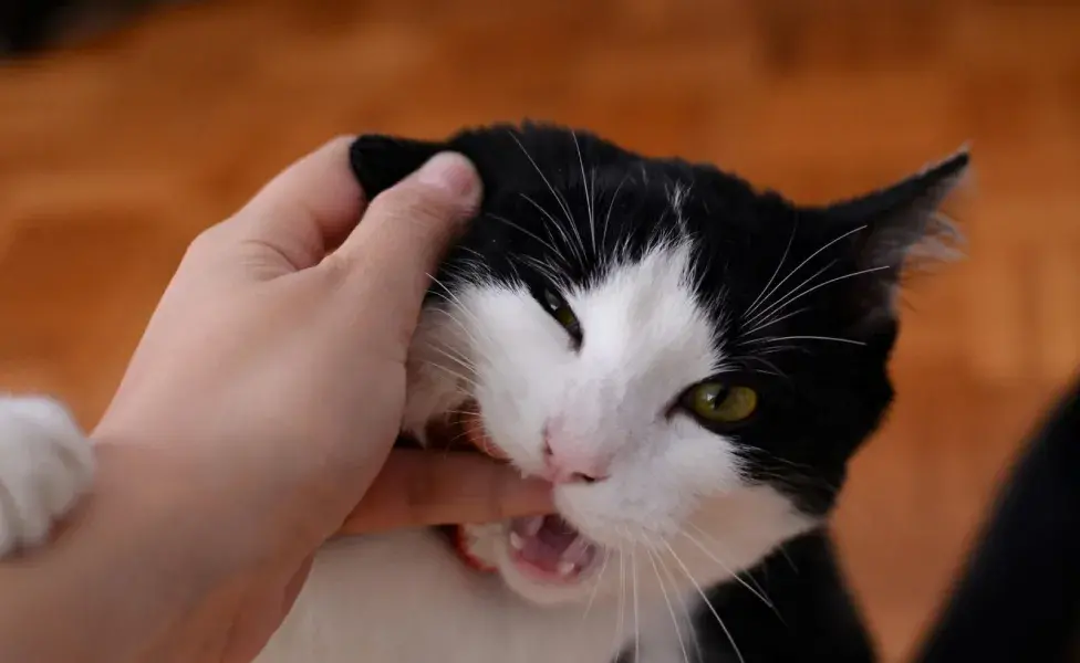 Dale a tu gato un snack que casi nunca le das para que se trague la medicina.