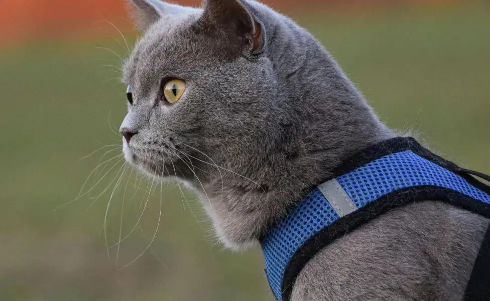 Los arnés tipo chaleco son una gran opción por comodidad para los gatos.