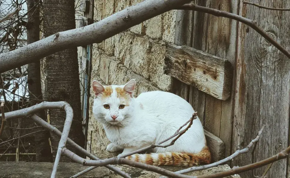 Los gatos son muy buenos escondiendo los síntomas de la artritis, por eso debes prestar atención a su humor.