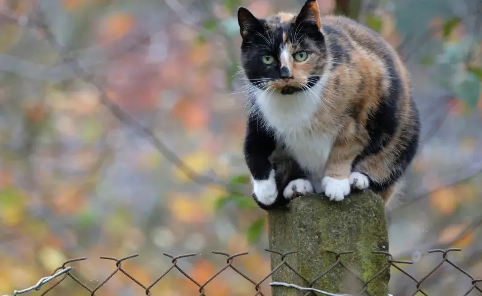 Los gatos Cálico siempre son hembras.