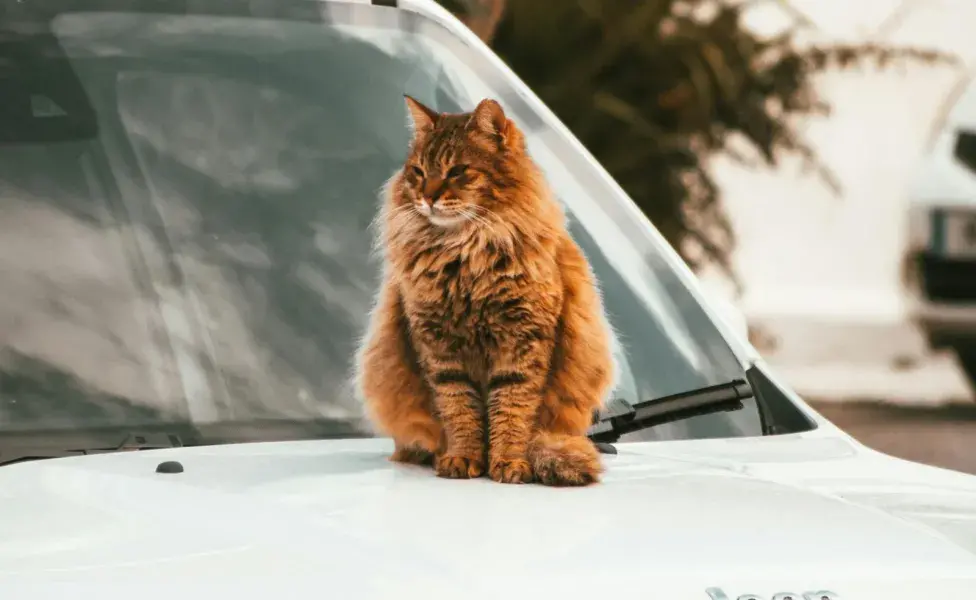 Las feromonas pueden ayudar a calmar a tu gato.