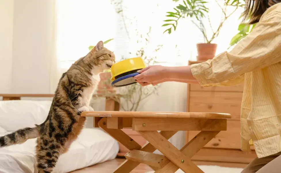 A los gatos les debes de cambiar la comida poco a poco.