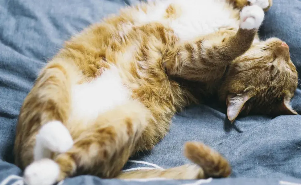 Durante sus sueños, los gatos mueven las patas y bigotes.