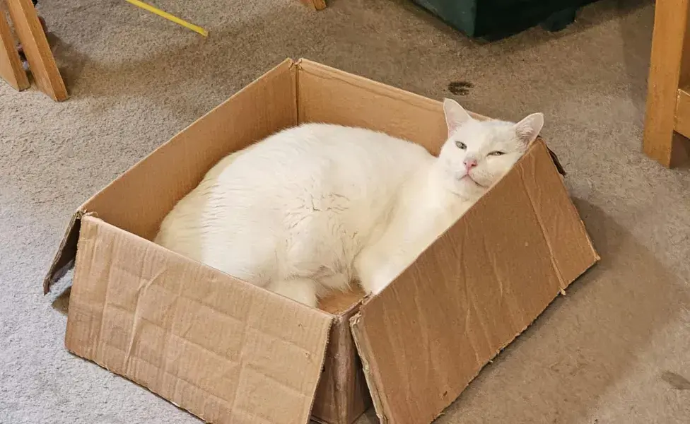 Los gatos aman las cajas de cartón por el calor que generan.