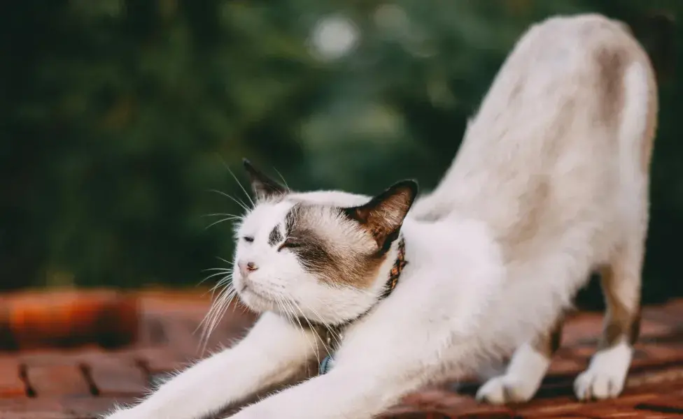 Los gatos suelen vivir más tiempo que los perros. 