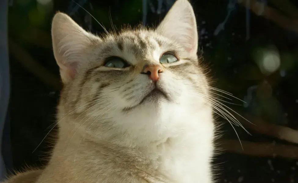 A los gatos les puede dar hipo por estrés o comer muy rápido.