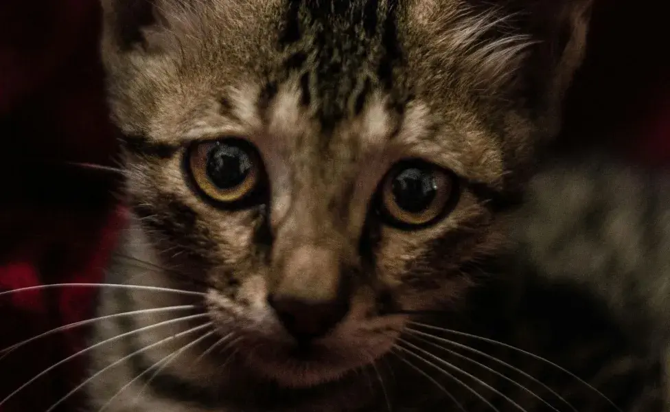 Los ojos llorosos en gatos pueden ser por una infección.