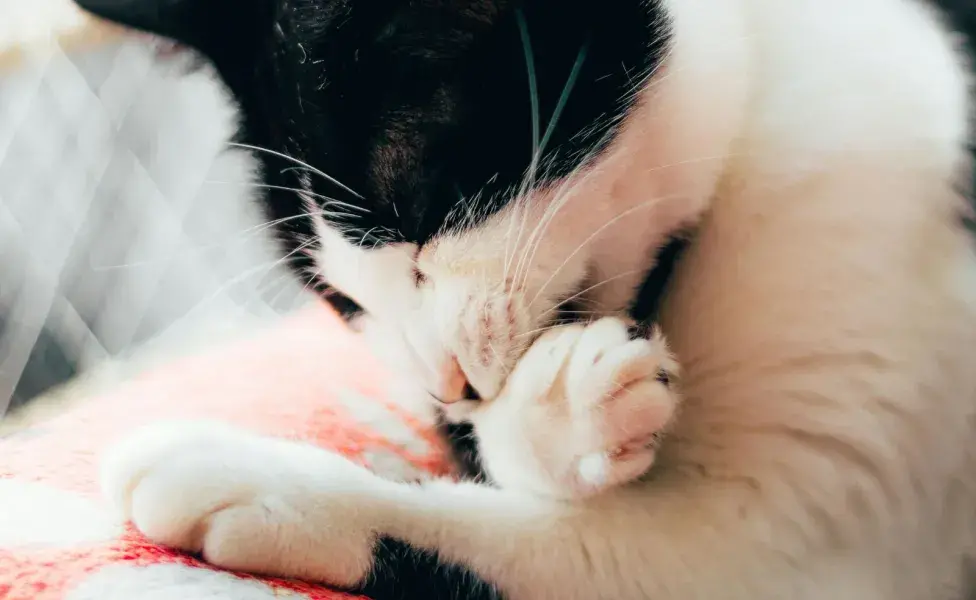 Si tu gato te muerde el pelo es porque te está marcando como su territorio.