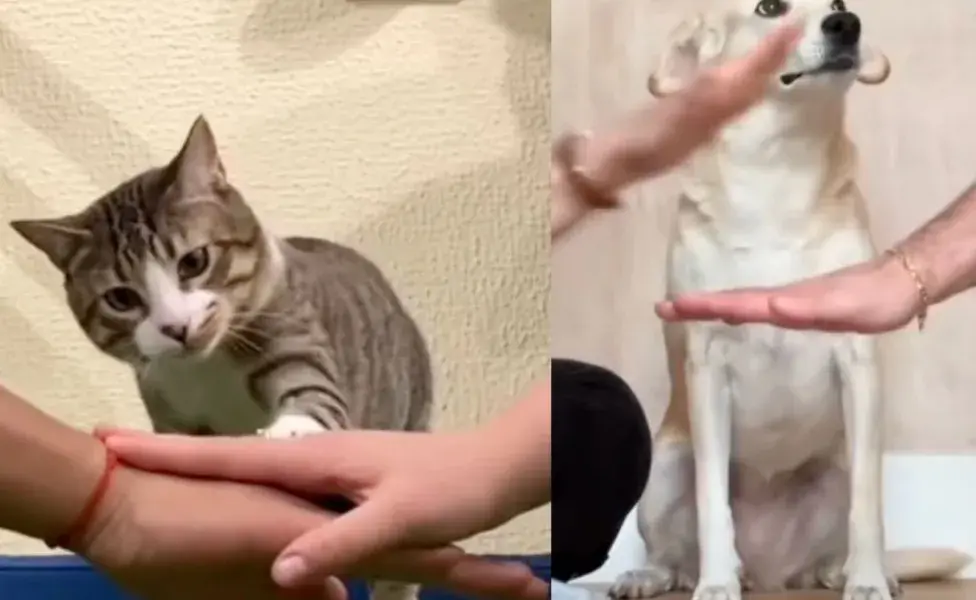 Los perros y gatos demuestran que son criaturas sociables.