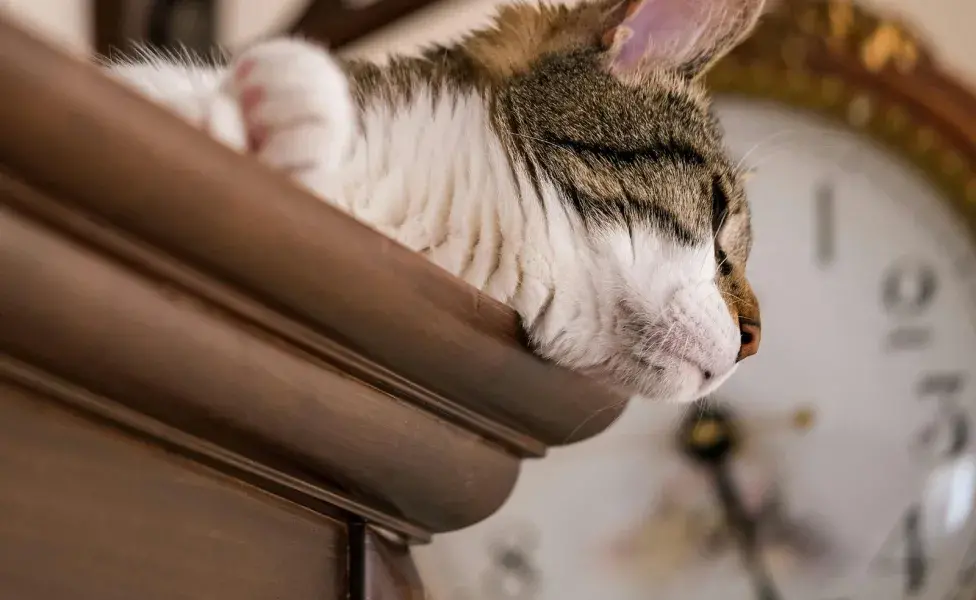 Los animales tienen hábitos que les hace saber el tiempo.