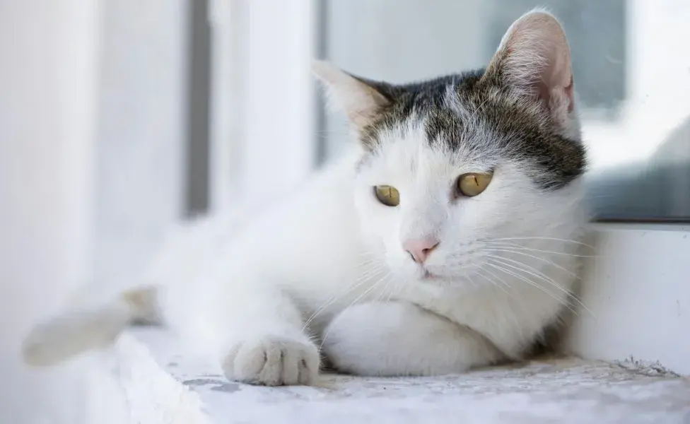 Un gato castrado deja de salir de casa.