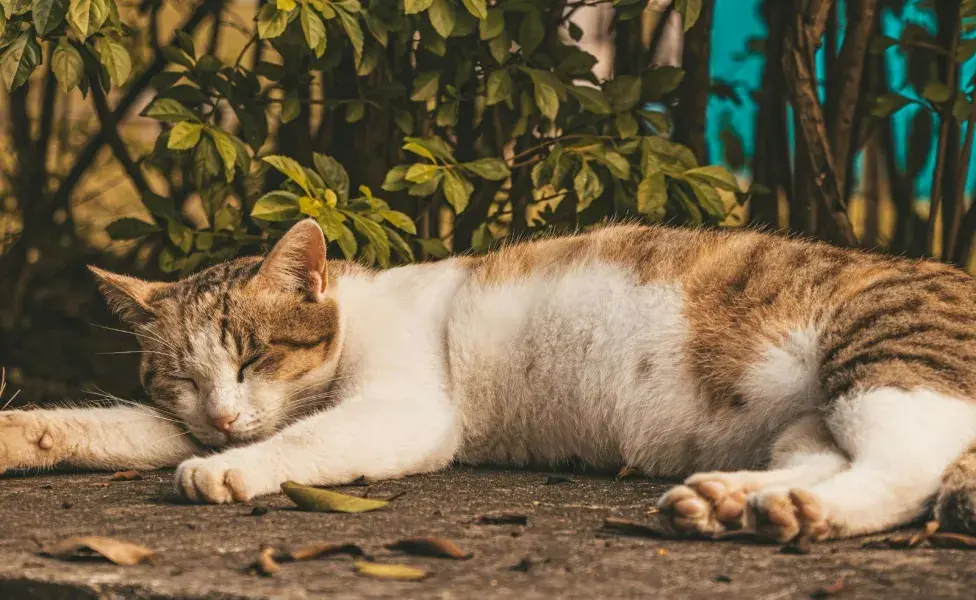 Los gatos ven su vientre como una zona de protección. 