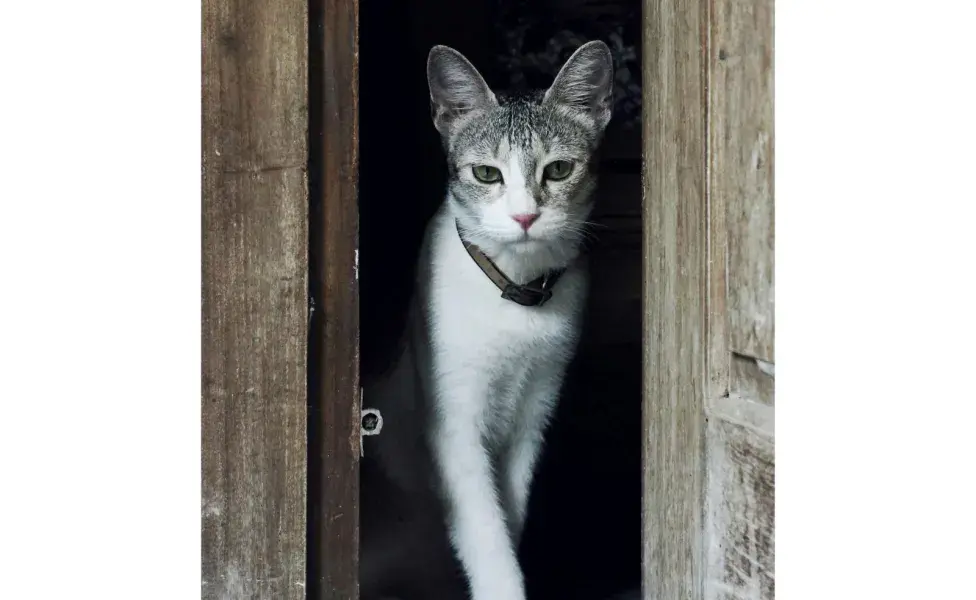 Las zonas más afectadas por la artritis en gato es la columna, cadera, rodillas y hombros..