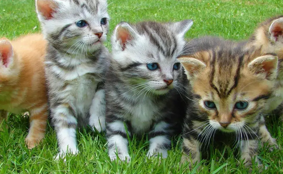 Existen razas de gatos que producen menos reacciones alérgicas en las personas.