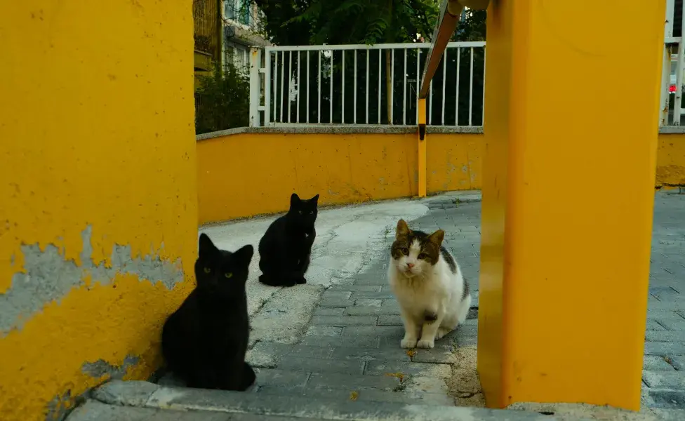 Gatos sentados en una calle. Foto: Pexels/ Beyzaa Yurtkuran