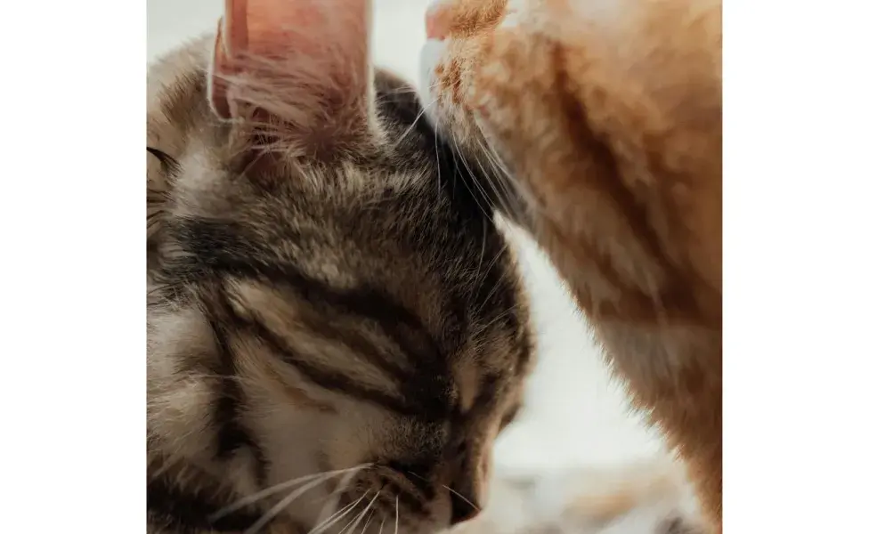 La marcación de los gatos también les ayuda para liberar estrés.