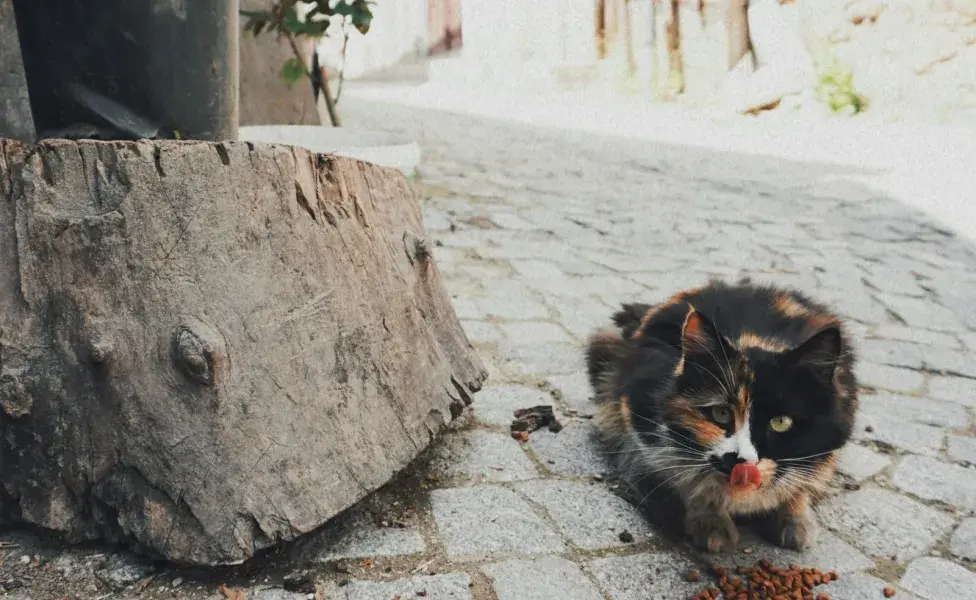 Busca platos pocos profundos para que tu gato coma mejor.