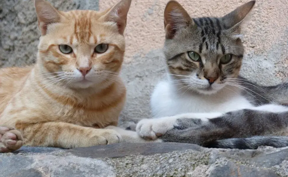  La gata suele buscar un lugar tranquilo y seguro para dar a luz. 