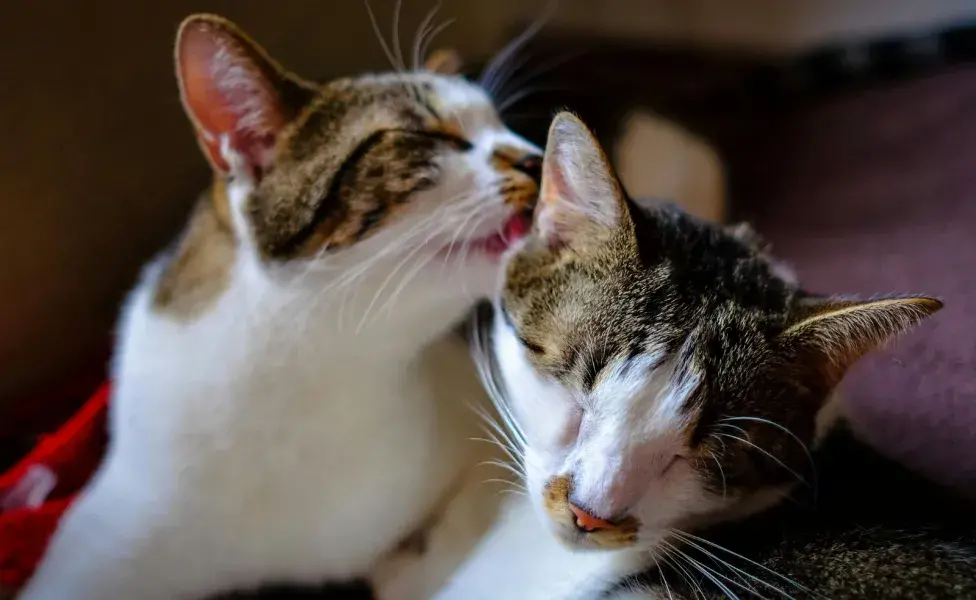 Los gatos lamen en señal de amor.