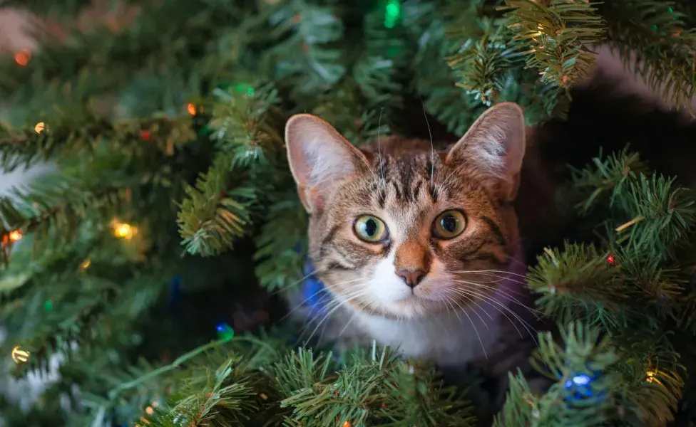 Rocía tu árbol con olores que no le gustan a tu gato.