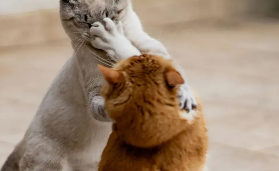 Los gatos se arrancan el pelo como los humanos se muerden las uñas.