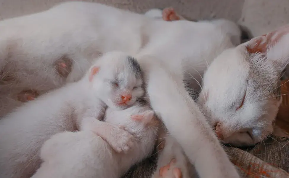 Si tu gata está embarazada, dale su espacio, pues necesitan paz y lugares seguros.